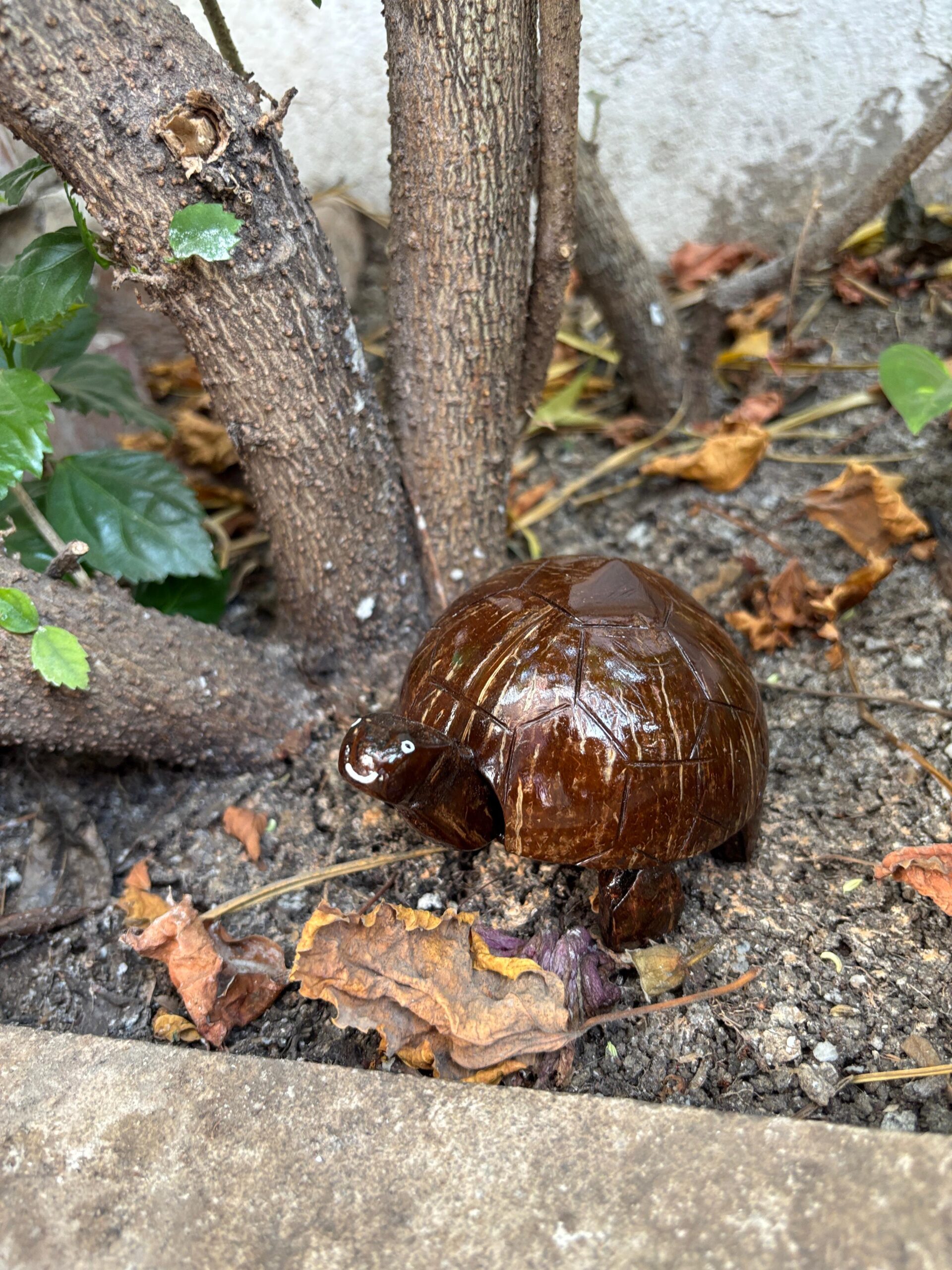 tortoise