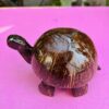 tortoise