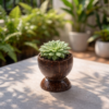 coconut shell plant pot